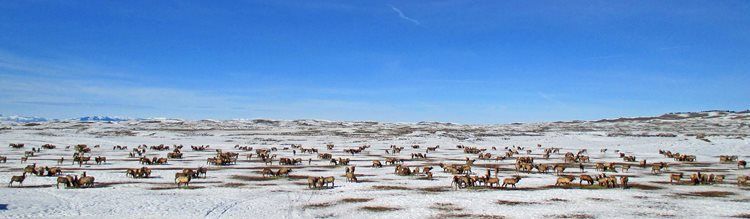 Pinedale feedground